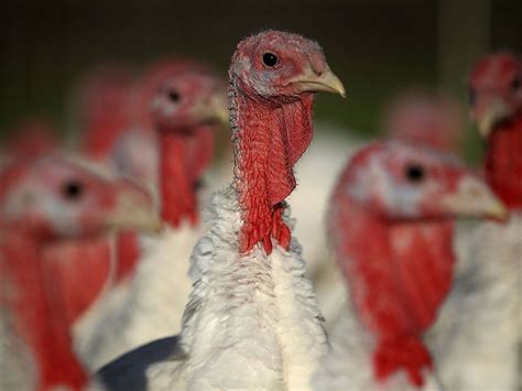 11 Turkey Farm Workers Charged With Cruelty Caught On Video Toronto Sun