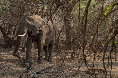 Elephant With Big Tusks By Stocksy Contributor Diane Durongpisitkul