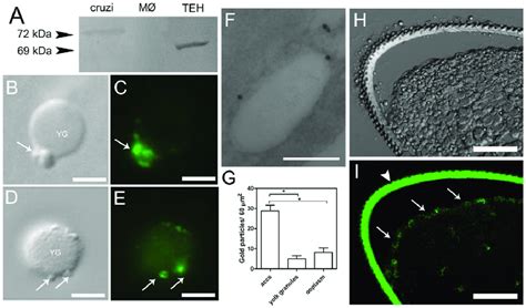 Localization Of The Vacuolar H Ppase In Small Vesicles In The Egg