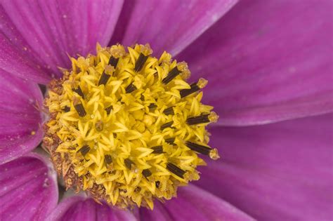 Cosmos Flor Planta Foto Gratis En Pixabay Pixabay