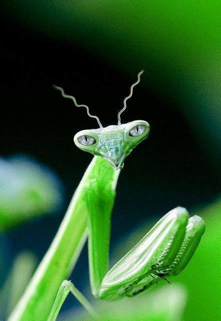 Praying Mantis Praying Mantis Bugs And Insects Beautiful Bugs