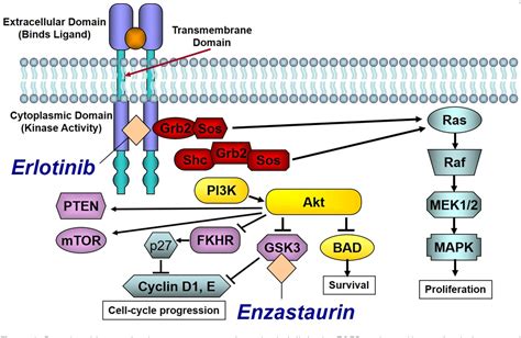 Erlotinib Mechanism Of Action