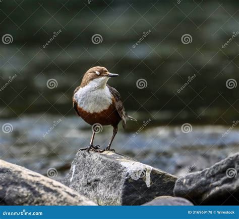 Wild Dipper Perched On Rocks Near A Stream In Nature Stock Photo