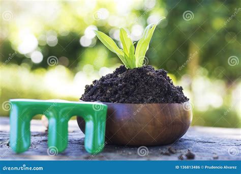 Plantador Con La Pl Ntula Y Las Herramientas Que Cultivan Un Huerto