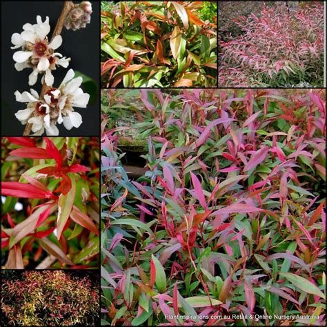 Agonis Burgundy X 1 Plants Hardy Native Garden Willow Myrtle Screen