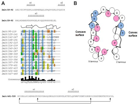 Structural Analysis Of The D Melanogaster 2MIT LRR Domain A