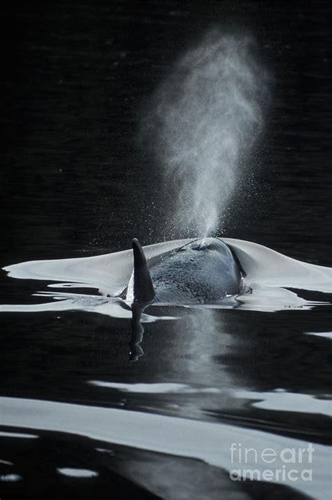 Killer Whale Orcinus Orcas Blowing By Ron Sanford