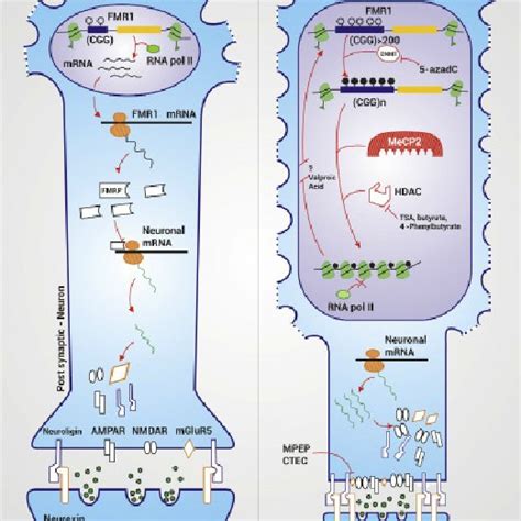 Description Of The Typical Phenotypic Characteristics Of Fragile X