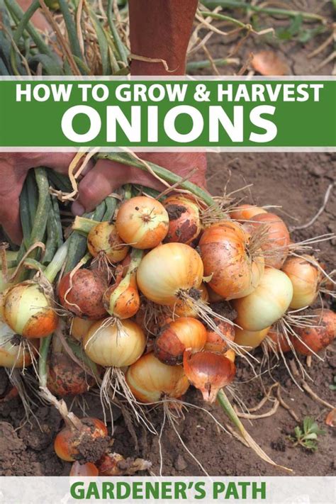 How To Plant And Grow Onions Gardeners Path