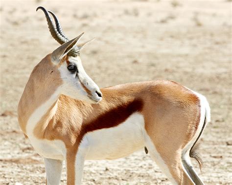 Kgalagadi Snippets - Emielke Photography