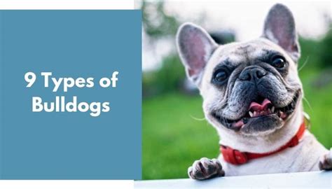 9 Types Of Bulldogs All You Need To Know Animalfate