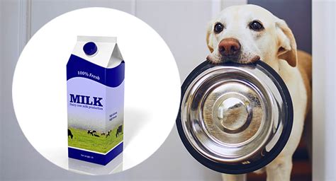 lactose free milk brands for dogs - Maryanne Pritchett