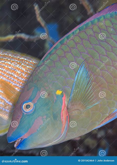 Stoplight Parrotfish Sparisoma Viride Stock Photo Image Of Marine