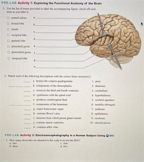 Solved Pre Lab Activity Exploring The Functional Anatomy Chegg