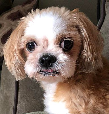 Orlando FL Shih Tzu Meet Agnes A Pet For Adoption AdoptaPet