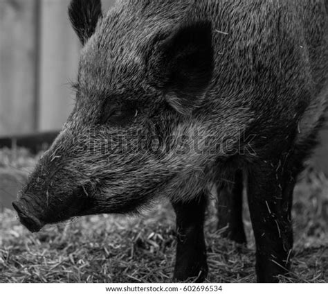 Eurasian Wild Boar Black White Stock Photo 602696534 Shutterstock