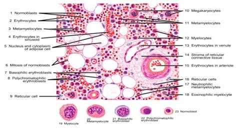 Bone Marrow Cells