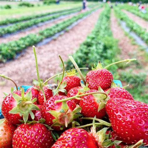 Strawberry Orchard