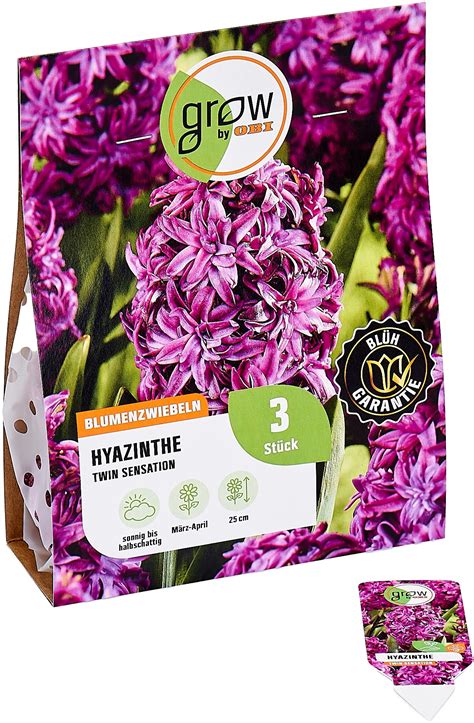 Grow By Obi Hyazinthen Blumenzwiebel Lila Twin Pearl St Ck