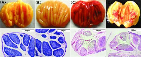 Gross morphology and histopathology of bursa of Fabricius follicle.... | Download Scientific Diagram