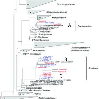 Phylogenetic Relationships Of Selected Actinobacteria As Depicted In