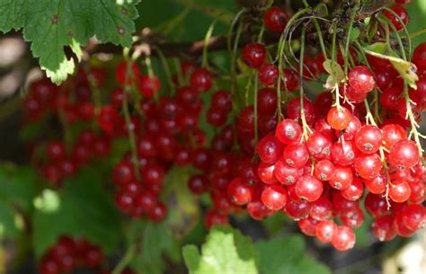 Inilah Manfaat Buah Cranberry Yang Luar Biasa Untuk Kesehatan