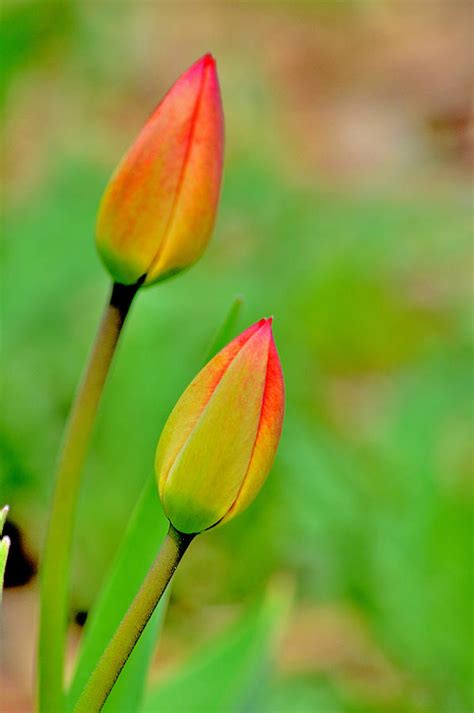 Tulip Buds Photograph By Joan Han Fine Art America