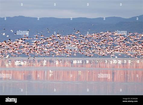 Lake manyara national park flamingos hi-res stock photography and images - Alamy