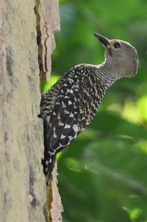 A Small Bird Perched On The Side Of A Tree