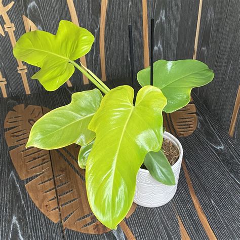 Philodendron Bipennifolium Aurea Gold Violin