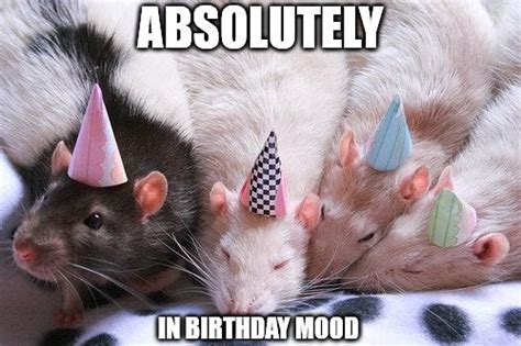 50 Funny Birthday Memes To Share And Make Them Smile Pet Rats Cute