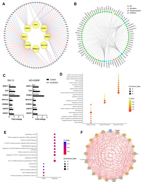 Phenomics｜复旦大学附属肿瘤医院叶定伟教授团队揭示肾上腺皮质癌中预后相关可变剪切事件及剪接因子图谱腾讯新闻