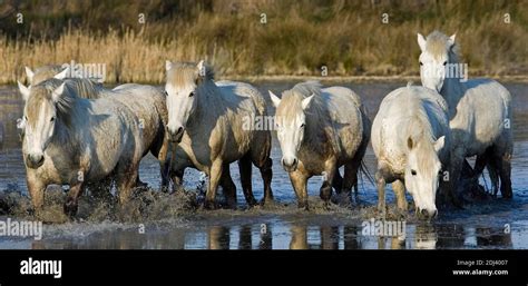 Camargue Horse Herd Standing In Swamp Camargue In The South Of France