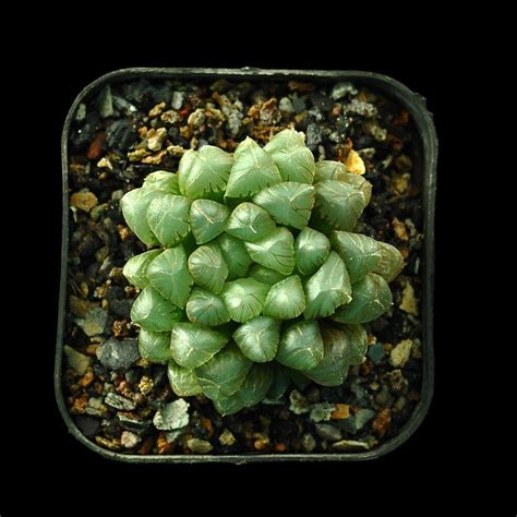 India S 1 Online Garden Store Buy Cactus Succulent Plants