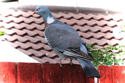 Pigeon Sharon Harvey Flickr