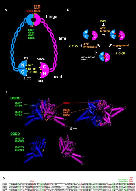 Molecular Architecture And The Atpase Cycle Of Smc Proteins A Overall