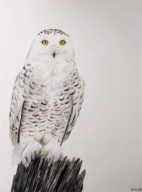 How To Draw A Realistic Snowy Owl