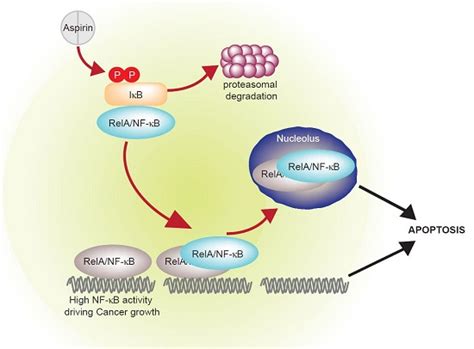 Biomedicines Free Full Text Aspirin Prevention Of Colorectal Cancer Focus On Nf κb