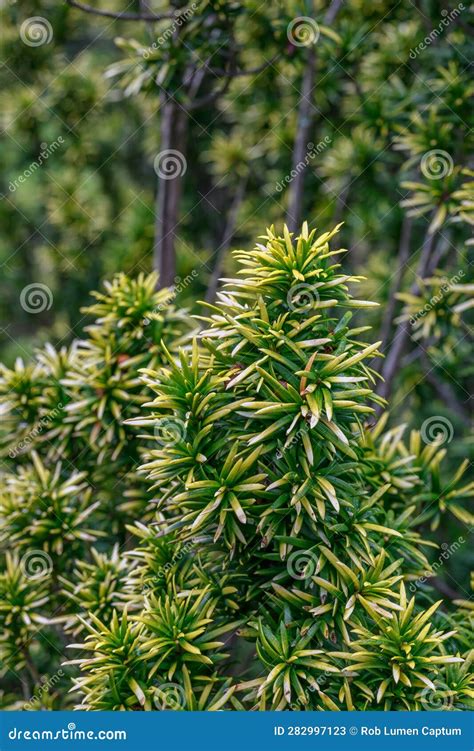 Bethlehem Taxus Baccata Standishii Golden Yellow Leaves Stock Image Image Of Cultivar