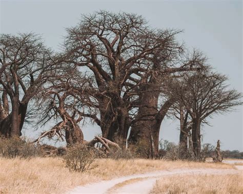 The Perfect Self Drive Botswana Itinerary For An Epic Safari Trip