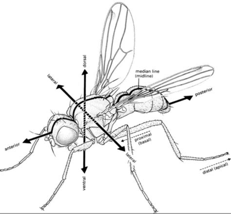 Entomology Ch 3 External And Internal Anatomy Flashcards Quizlet