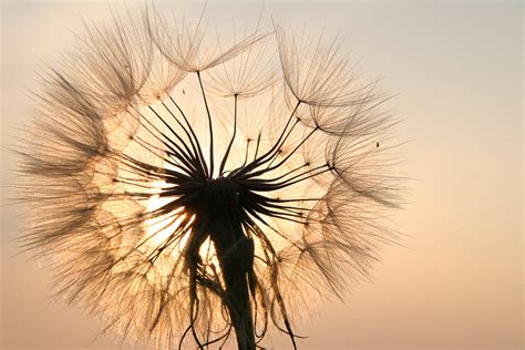 Pusteblume Natur Motivwelten Infrarot Heizungen Mit Ihrem Wunsch