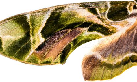 Oleander Hawk Moth Wing Isolated On White Stock Image Colourbox