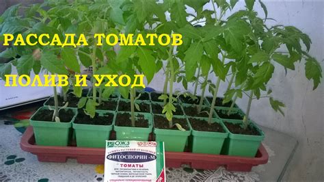 Рассада томатов полив и уход! Как защитить томаты от пересыхания и ...
