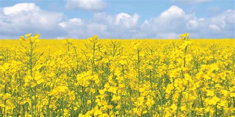 Canola-field – Prairie Manufacturer Magazine