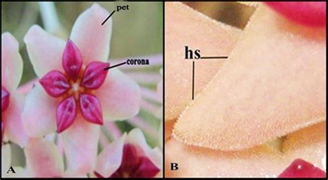 Flower of Hoya soligamiana. A) petals (pet), corona (co) and B) hairs ...