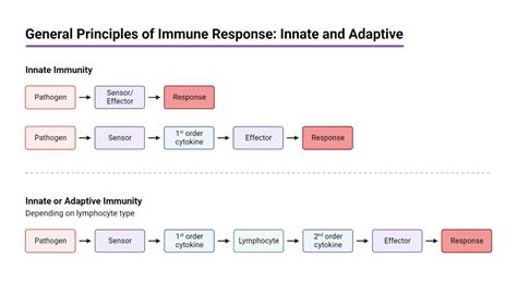 Immune System Defenses