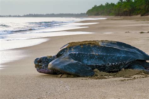 Somos de Aquí: The Enduring Wildlife of Puerto Rico - National Museum ...