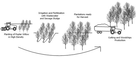 Short Rotation Coppice Sswm Find Tools For Sustainable Sanitation