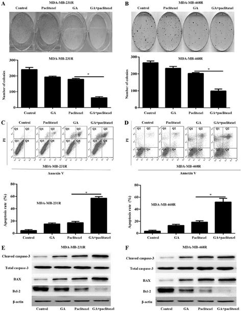 Combination Of Paclitaxel And Ga Inhibits Colony Formation And Induces